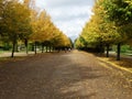 Golden autumn in Regent park, London, RegentÃÆÃÂ¢ÃÂ¢Ã¢â¬Å¡ÃÂ¬ÃÂ¢Ã¢â¬Å¾ÃÂ¢s park in fall season Royalty Free Stock Photo